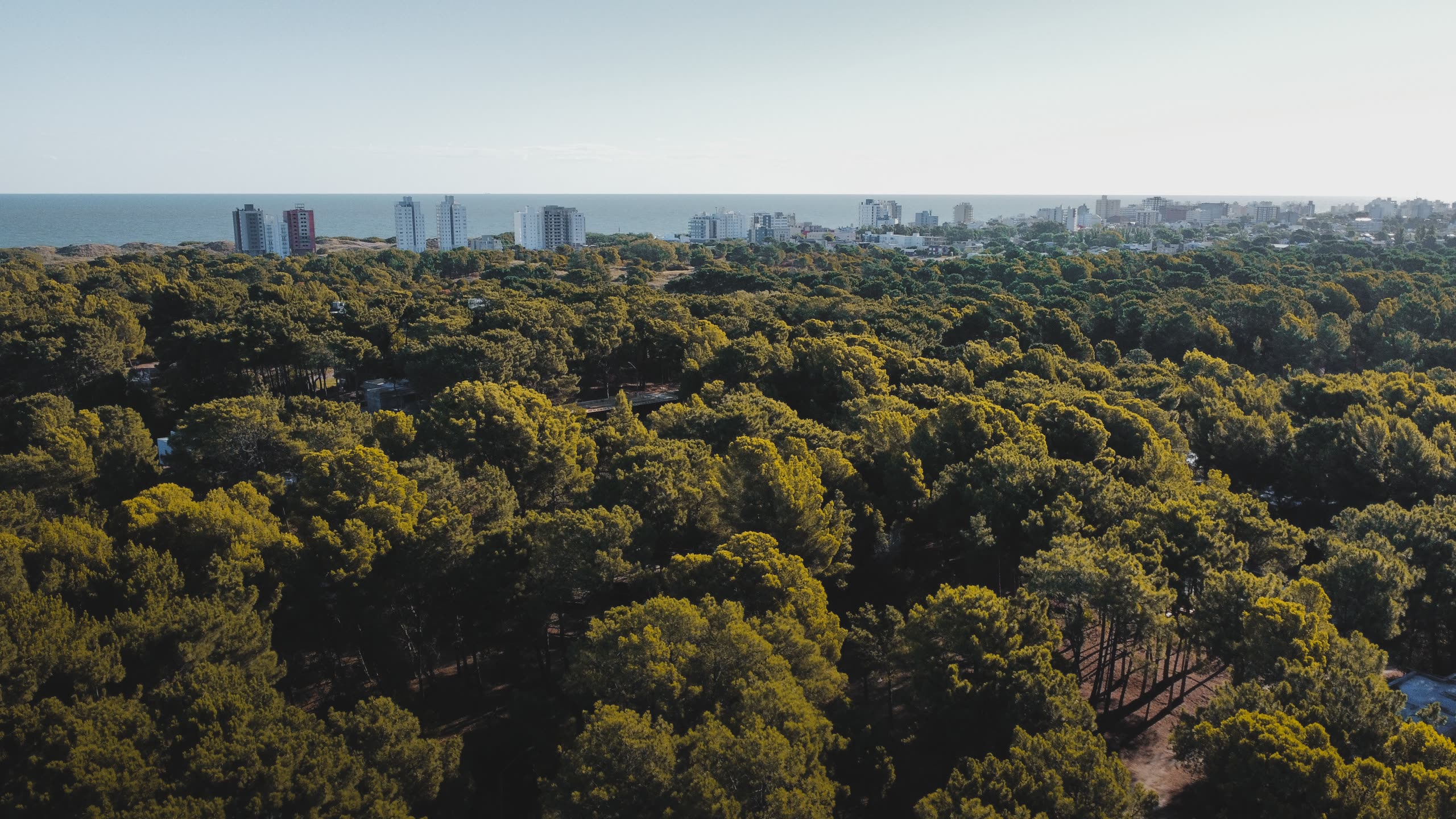 Vista aérea del bosque de Monte Hermoso del Este