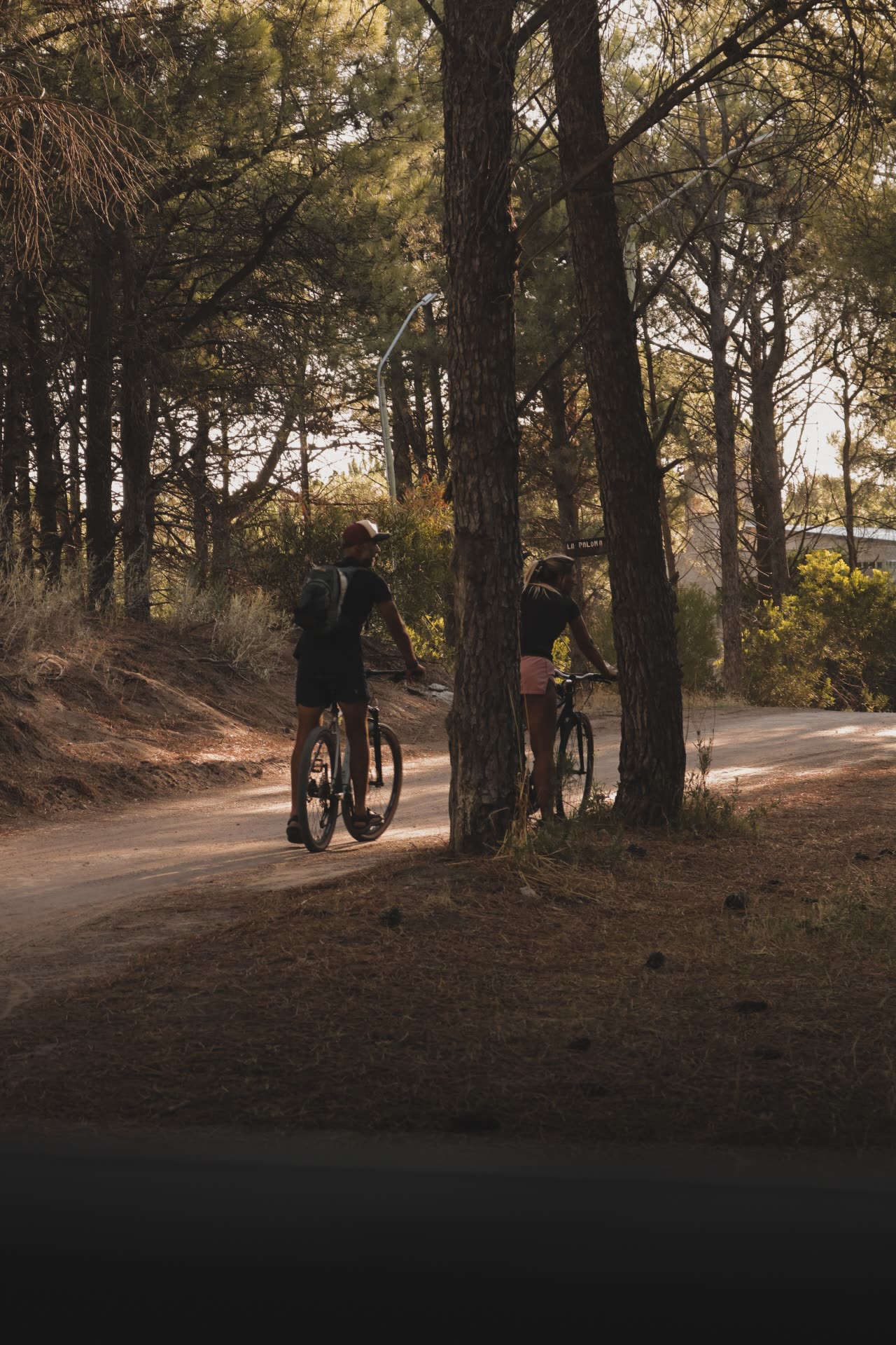 Paseo entre el bosque del desarrollo