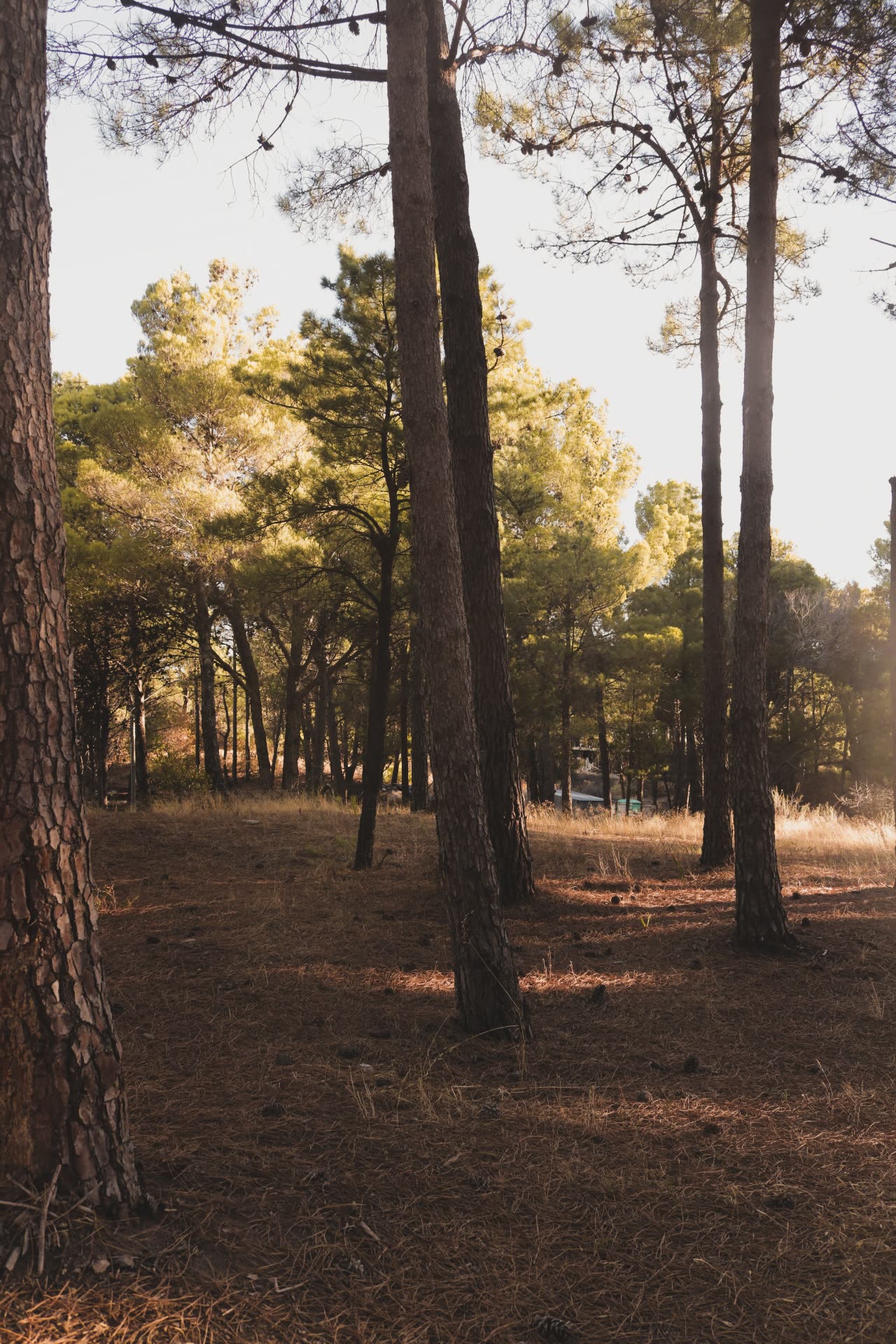 Sector Pinar del Golf · Naturaleza & tranquilidad, Monte Hermoso del Este